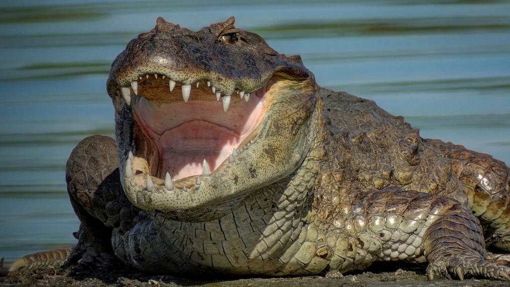 крокодил охота на человека