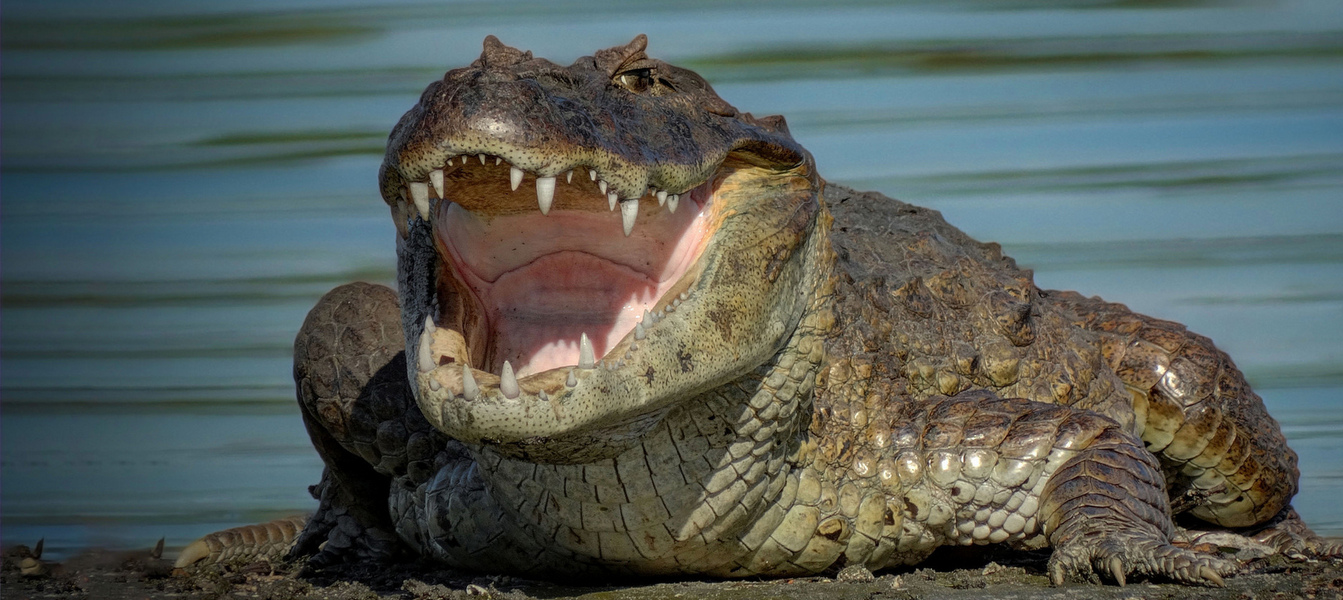 Осторожно, крокодил! | Оружейный журнал «КАЛАШНИКОВ»