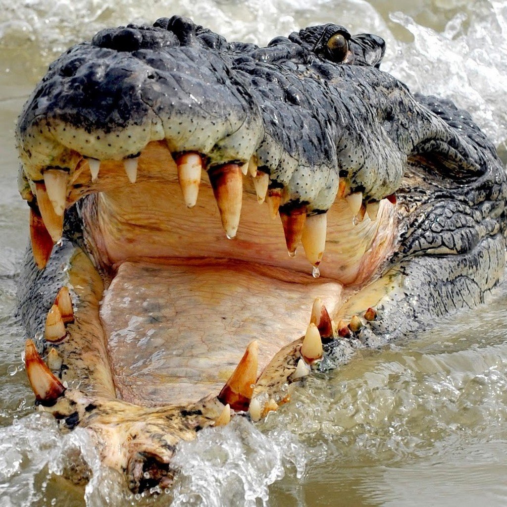 охота крокодила на людей